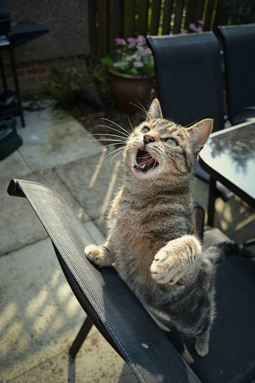 I Photographed My Cat As If He Were A Model.