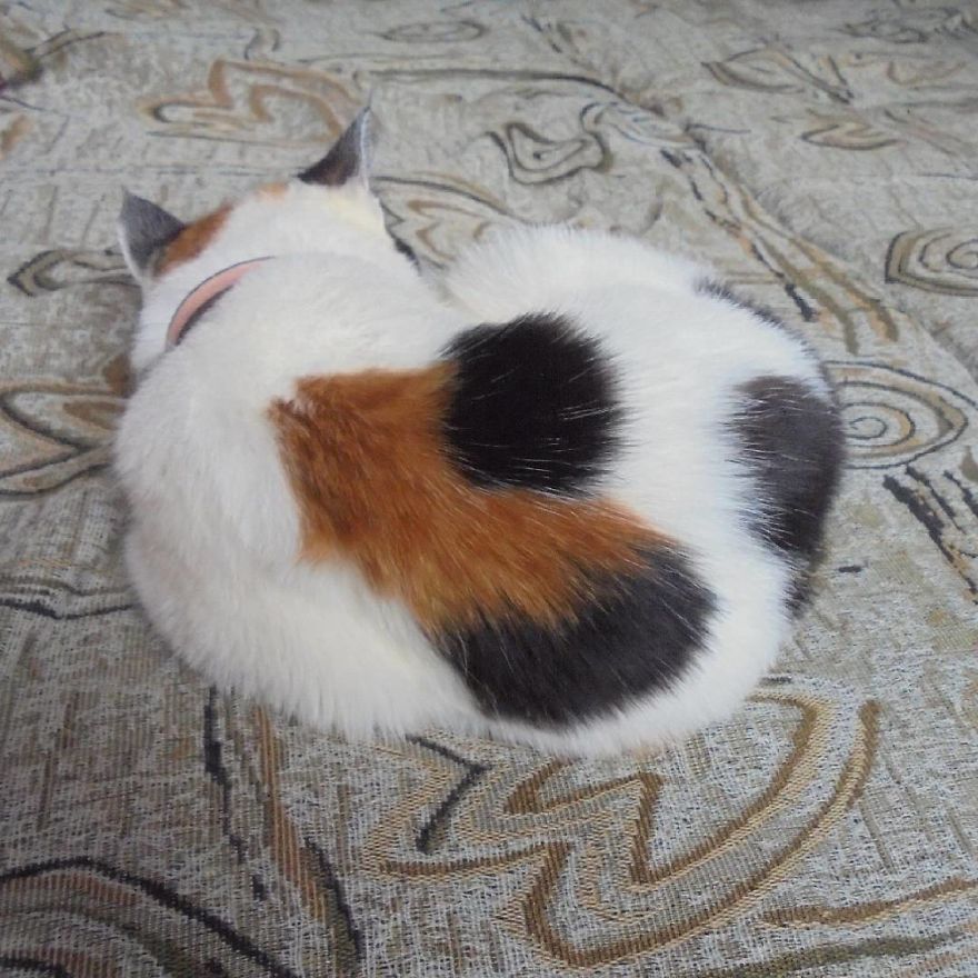 The Heart Cat In The World! The Heart Cat In The World!