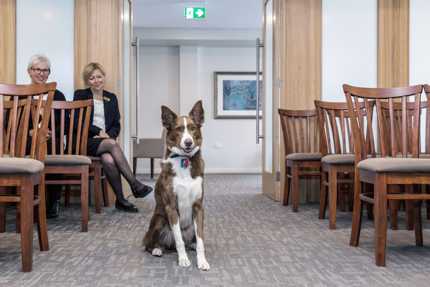Anxious Dog Finds His Calling At A Funeral Home
