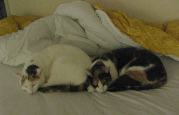 My Two Cats Won The Olympic Medal For Synchronized Napping
