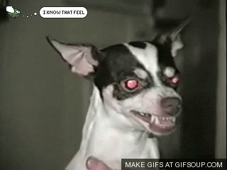 Angry Animals Are Very Dangerous Animals And Angry Fly Knows That Feeling