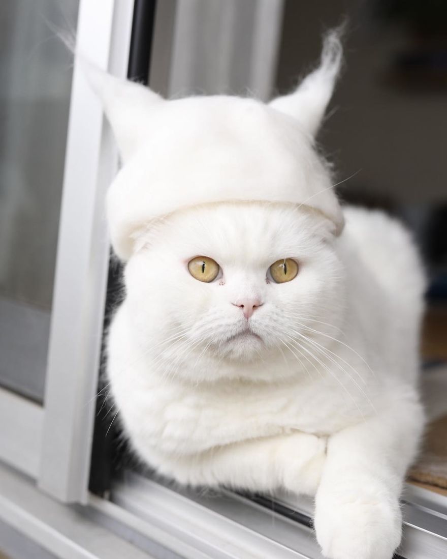 A Cat-Ear Hat Made From Cat's Hair And Worn By A Cat