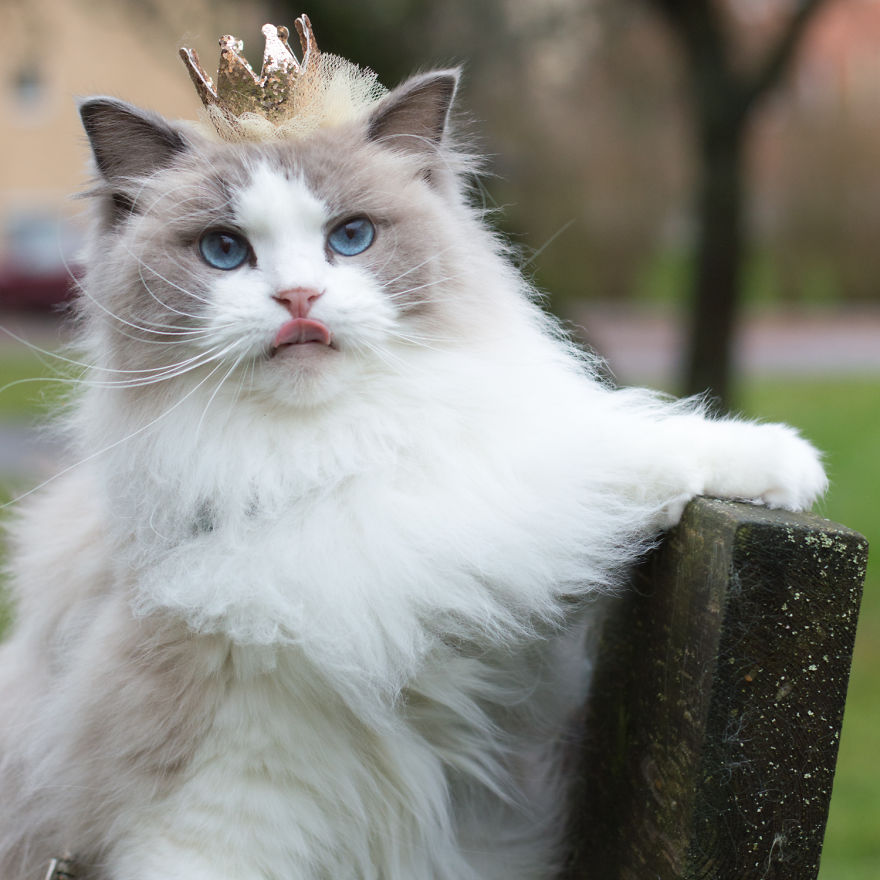 Princess Aurora - A Photogenic Cat Royalty