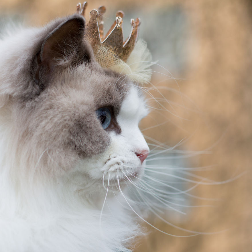Princess Aurora - A Photogenic Cat Royalty