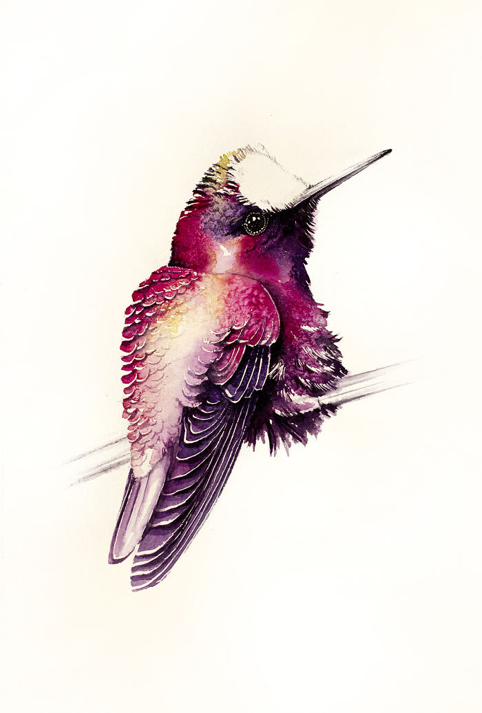 Hummingbird In Pink