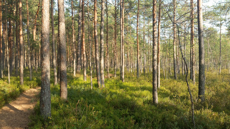 Summer In Estonia - Through My Eyes