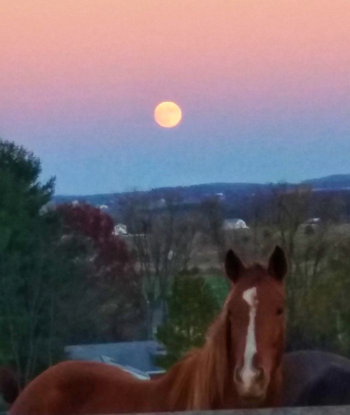 Supermoon And A Thoroughbred
