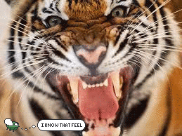 Angry Animals Are Very Dangerous Animals And Angry Fly Knows That Feeling