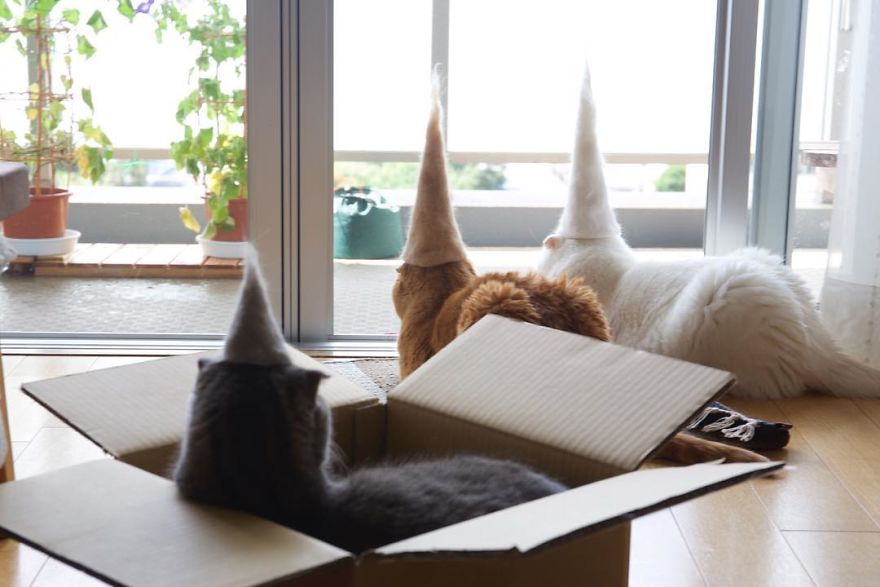 Trio Of Cats With Felted Hats