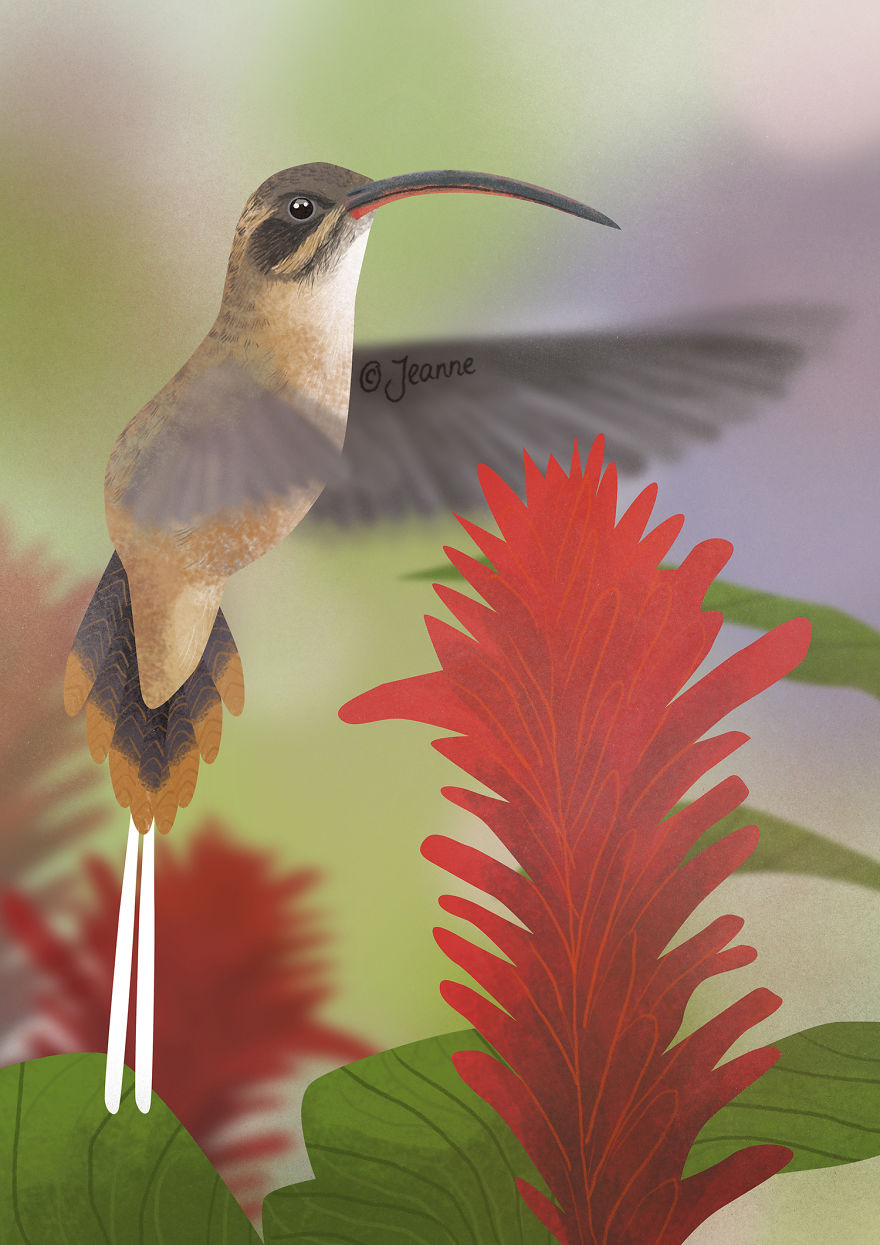 300 Hummingbirds And So Many Different Ways To Illustrate Them