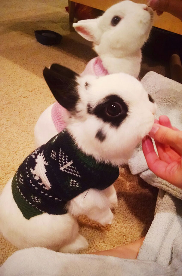 10 Photos Of Cute Animals Wearing Tiny Sweaters That Will Make You Feel Better!