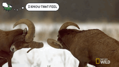Angry Animals Are Very Dangerous Animals And Angry Fly Knows That Feeling