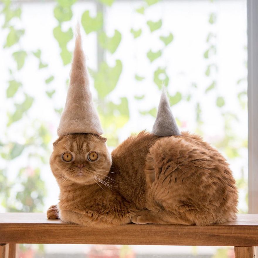 Cone Hats From Cat Hair