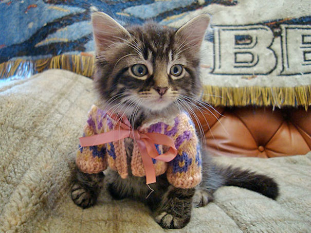 10 Photos Of Cute Animals Wearing Tiny Sweaters That Will Make You Feel Better!