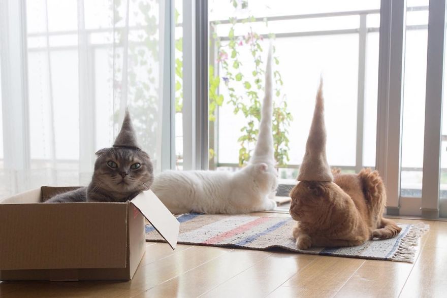 Adorable Cats In Cone Hats