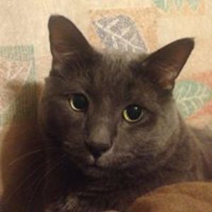 elementheart16 avatar