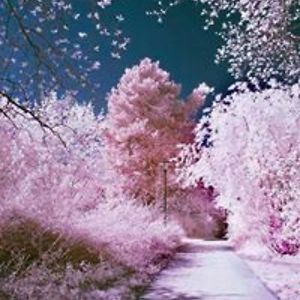 fleurwilliams005 avatar