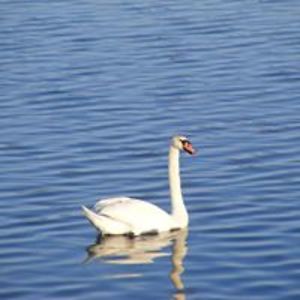 joannapisarski10 avatar