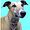greyhoundmedcard avatar