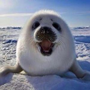 chantalgilbert73 avatar