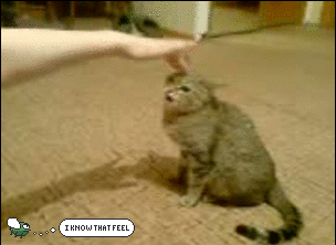 Angry Animals Are Very Dangerous Animals And Angry Fly Knows That Feeling