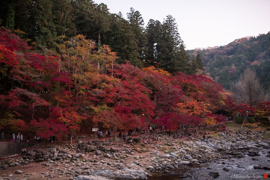 I Captured Sakuras During The Japanese Autumn