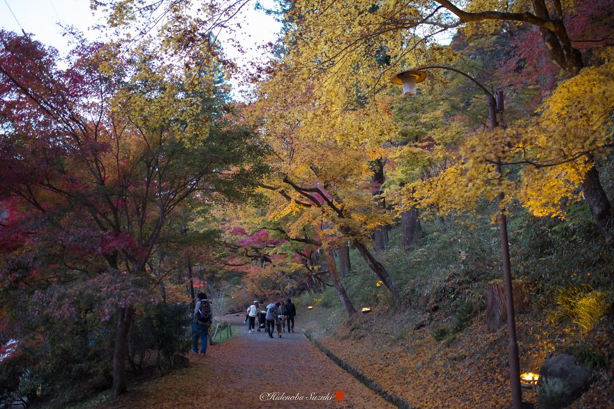 I Captured Sakuras During The Japanese Autumn
