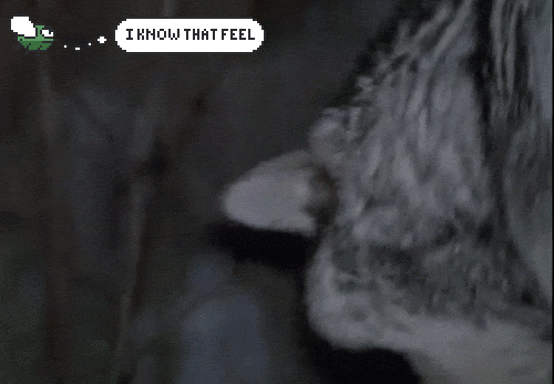 Angry Animals Are Very Dangerous Animals And Angry Fly Knows That Feeling
