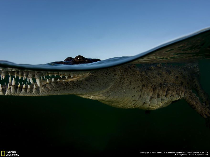 Crocodile Waterline
