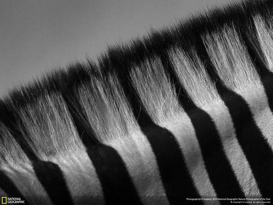 Hair Lines Of Zebra