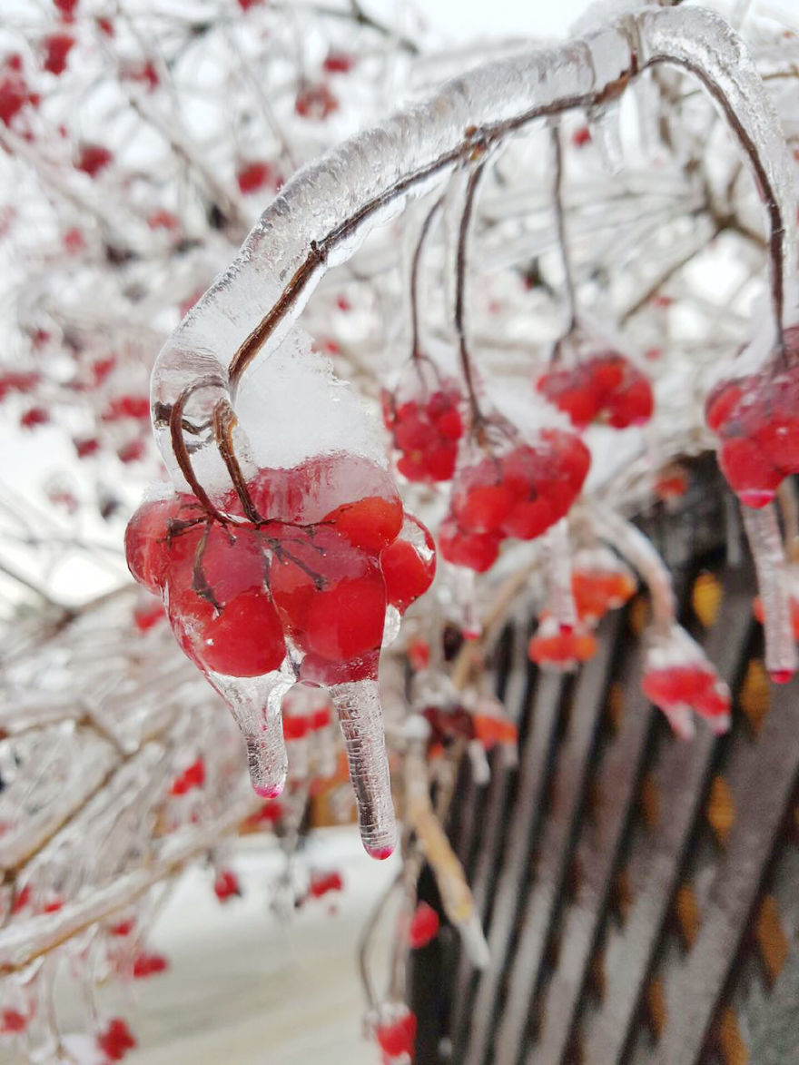 Freezing Rain In Moscow Or How Nature Got Frozen