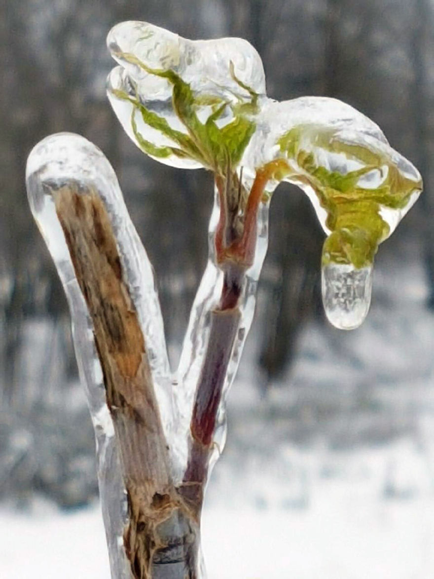 Freezing Rain In Moscow Or How Nature Got Frozen