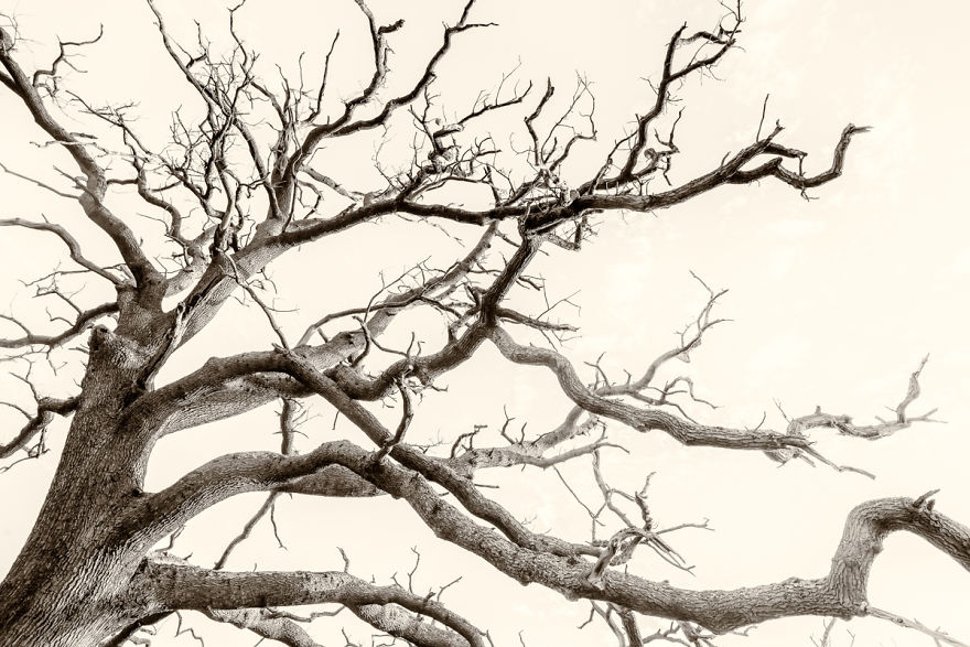 Amazing Funky Tree Wallart Via Nikon Photography!