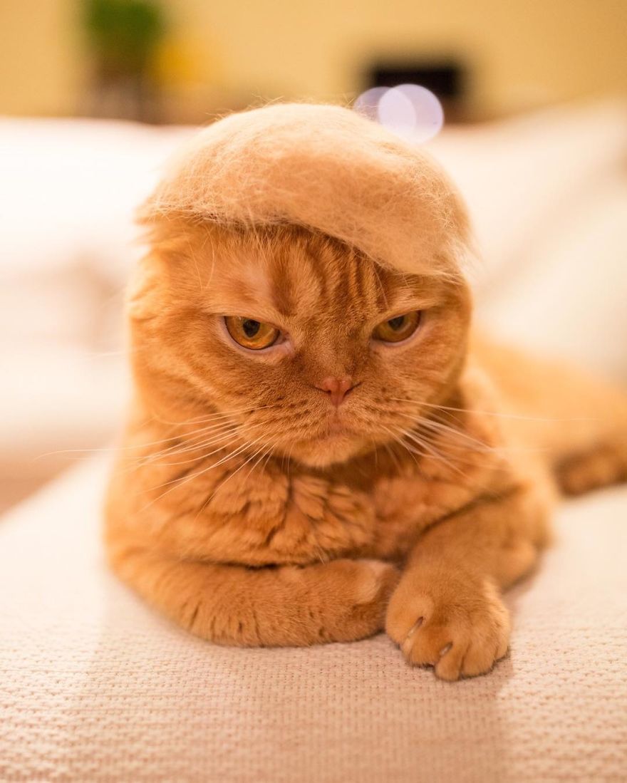 Cats In Hats Made From Their Own Hair
