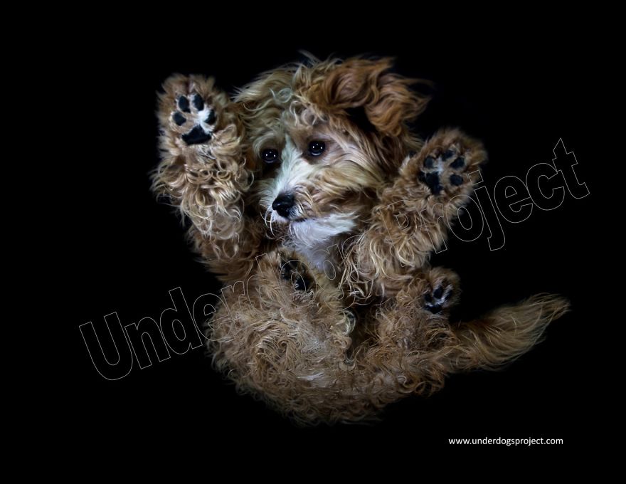 The Underdogs Project! A Project Designed To Help Raise Funds For Animal Welfare. Creative Photography To Get Your Attention! Please Help Your Animal Rescues! Www.underdogsproject.com