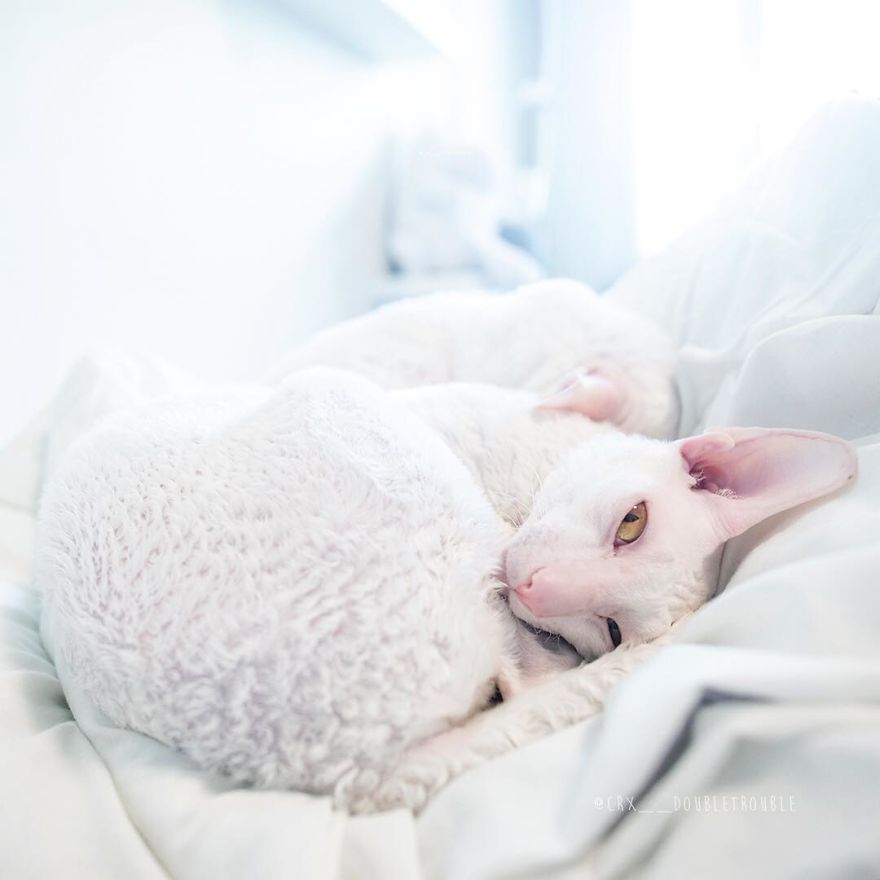 Cornish Rex, Cats With Curls And Rabbit Ears