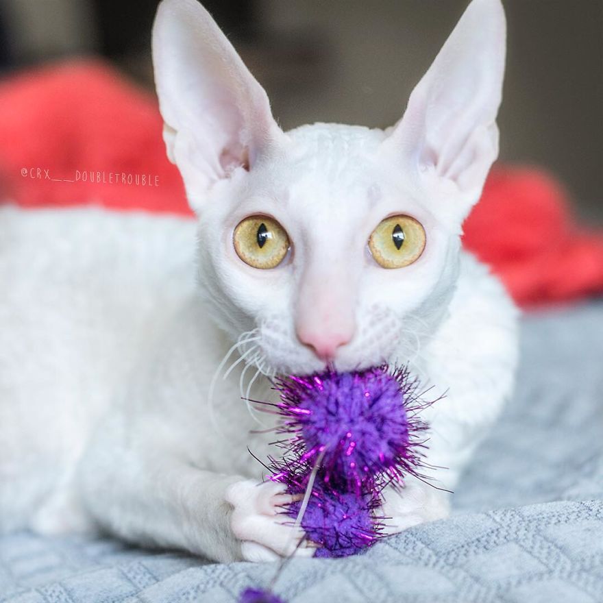 Cornish Rex, Cats With Curls And Rabbit Ears