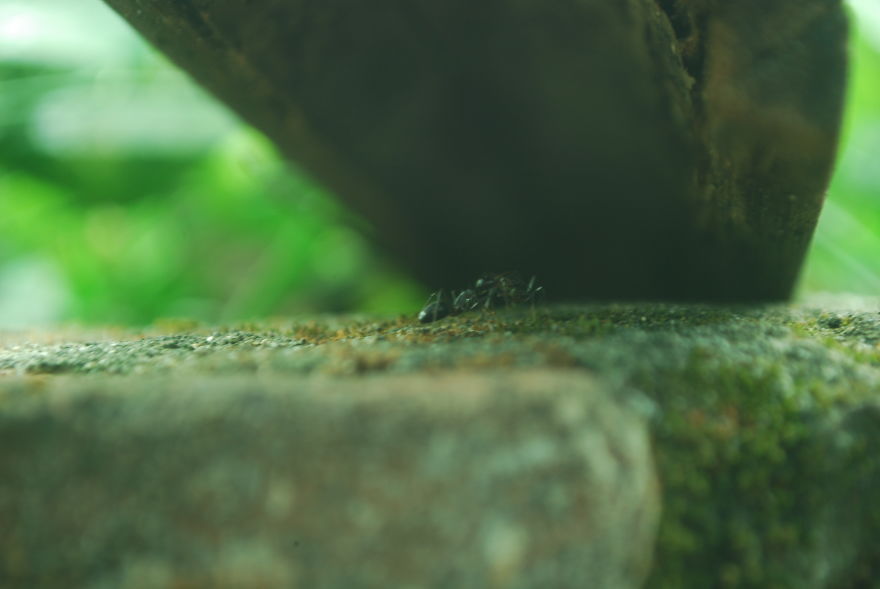 The Life Of An Ant