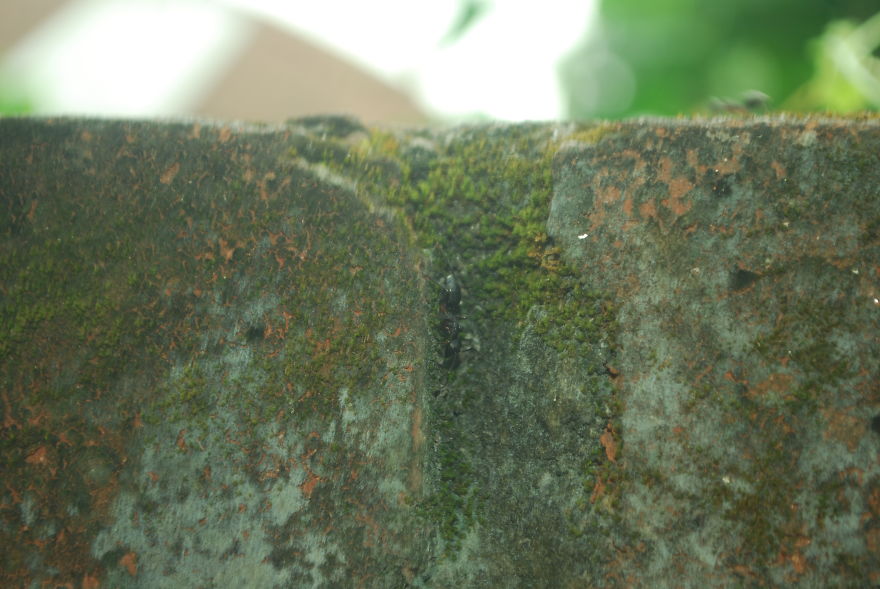 The Life Of An Ant