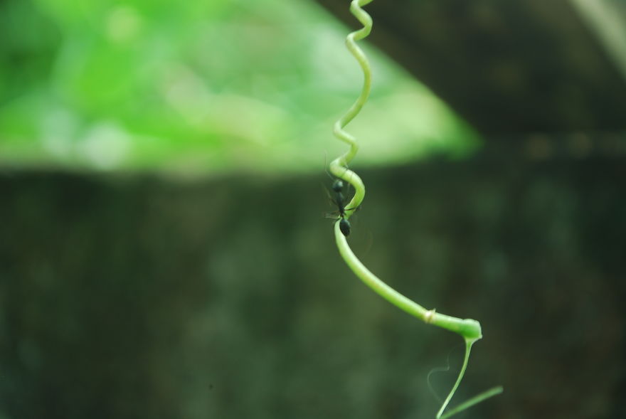 The Life Of An Ant