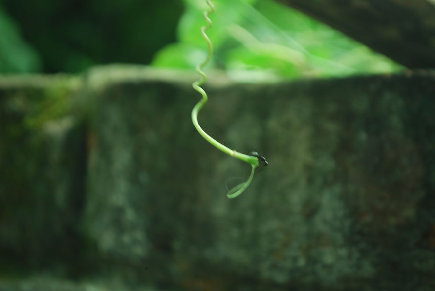 The Life Of An Ant