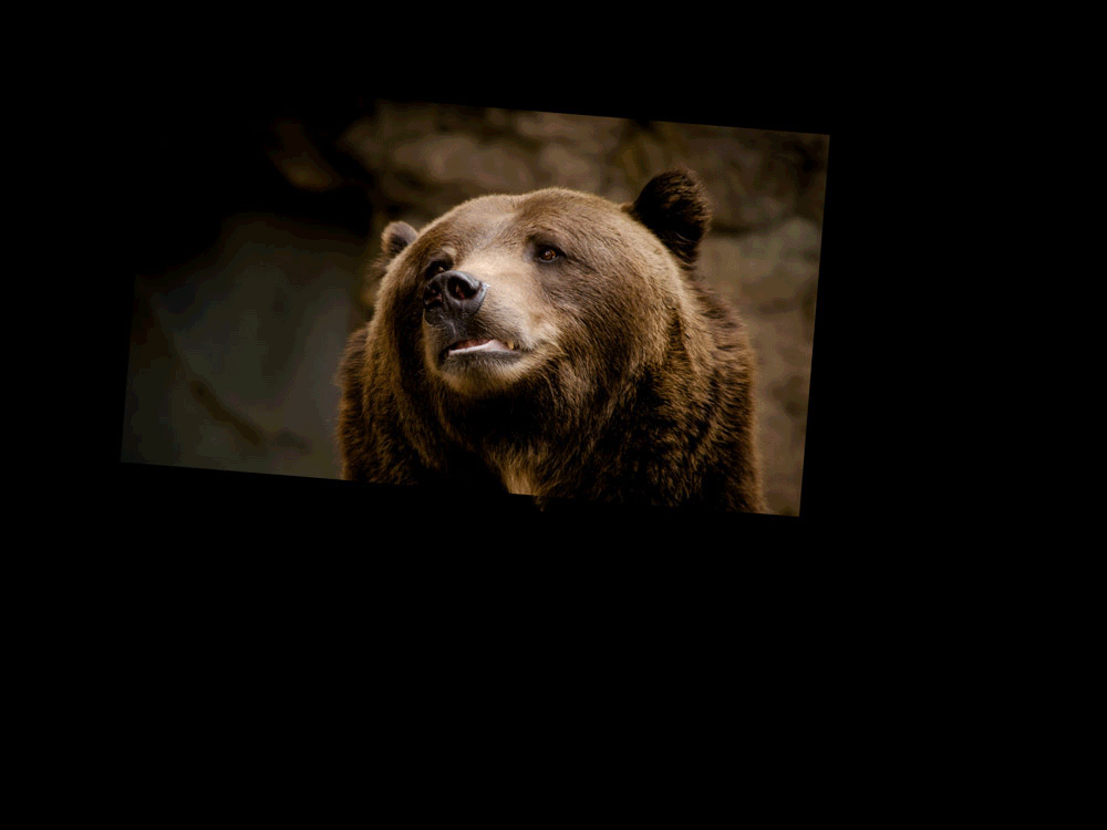 The Hipster Bear