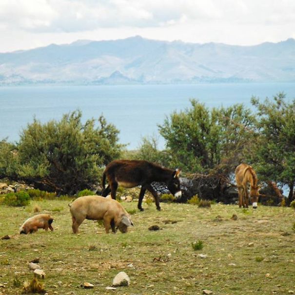 I Hiked In Bolivia's Isla Del Sol And Saw Gorgeous Landscapes I Hiked In Bolivia's Isla Del Sol And Saw Gorgeous Landscapes