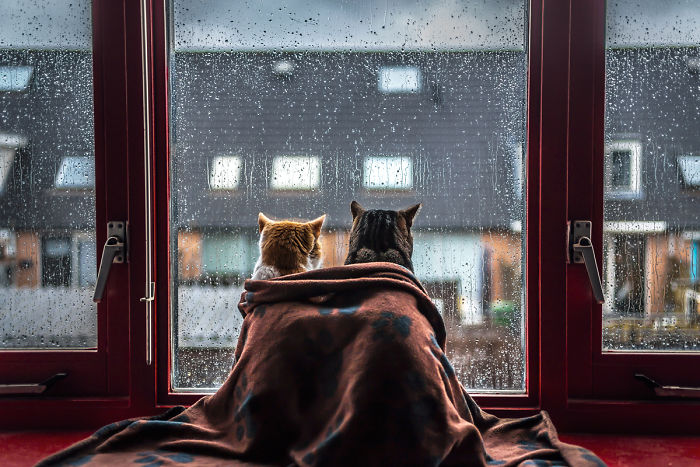 I Photograph My Cats In Front Of The Window Whenever It’s Raining