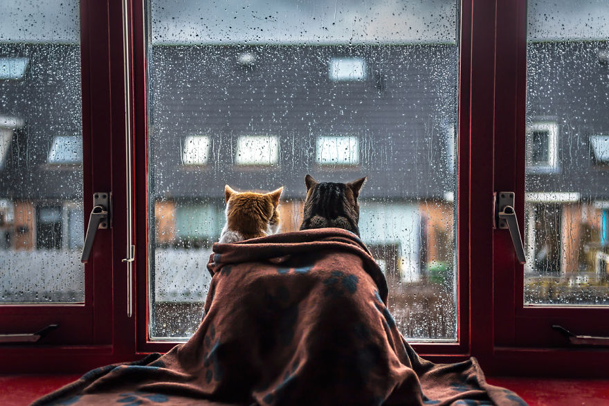 I Photograph My Cats In Front Of The Window Whenever Its Raining 58260ebdb2306 880