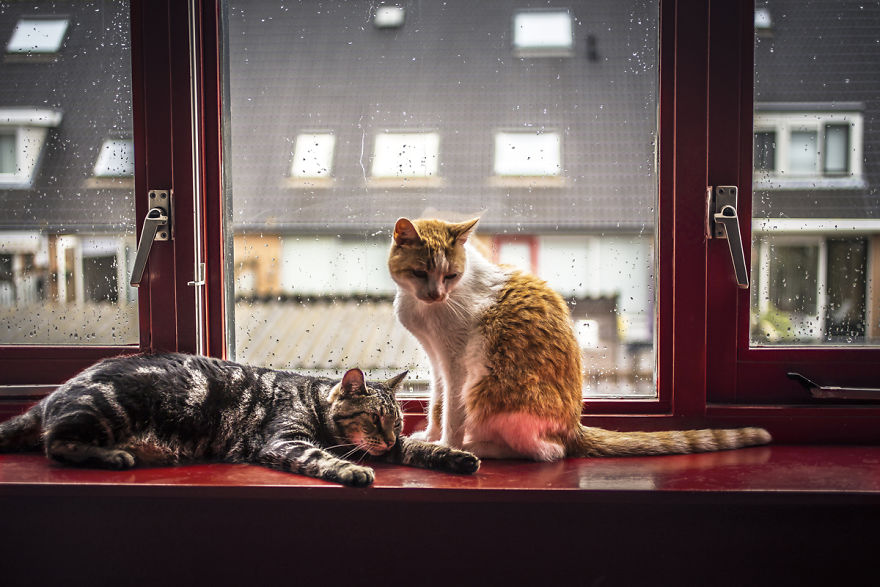 I Photograph My Cats In Front Of The Window Whenever It's Raining