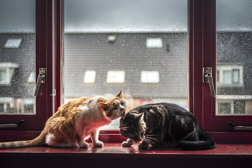 I Photograph My Cats In Front Of The Window Whenever It's Raining