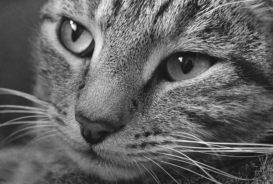 I Photographed My Cat As If He Were A Model.