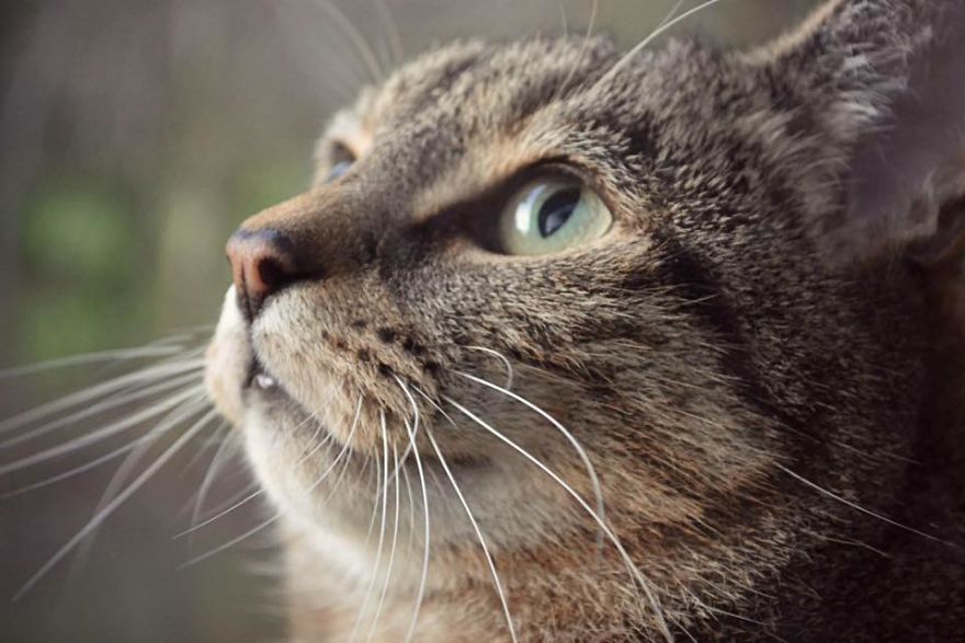 I Photographed My Cat As If He Were A Model.