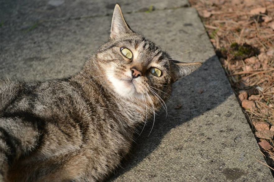 I Photographed My Cat As If He Were A Model.
